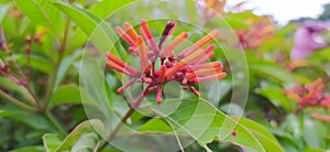 Hamelia patensÂ  flowers or Â firebush or hummingbird bush red flower